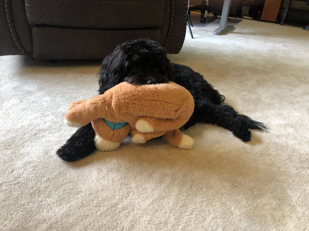 Cali’s first stuffy