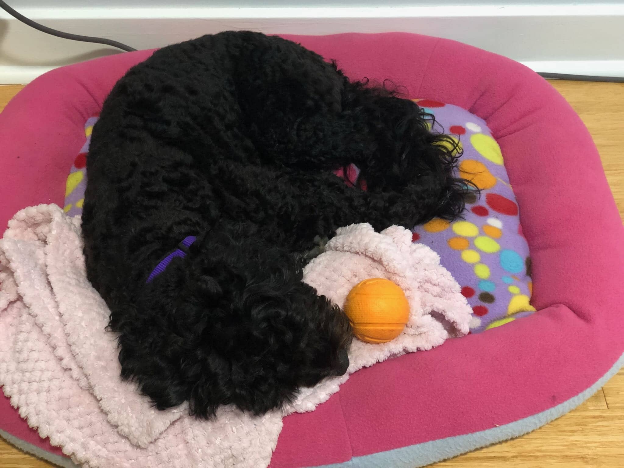 Cali dreams of running after the ball