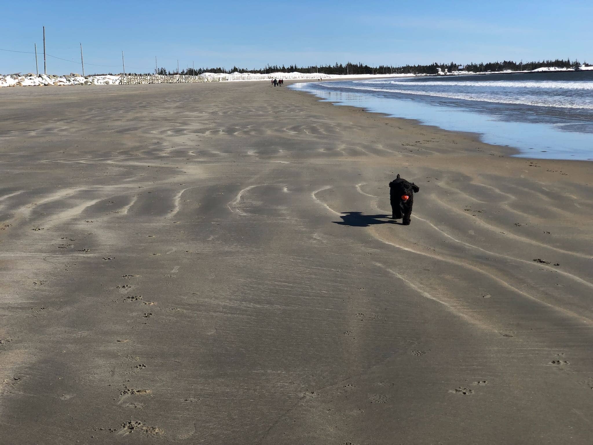 Cali gets stepped on