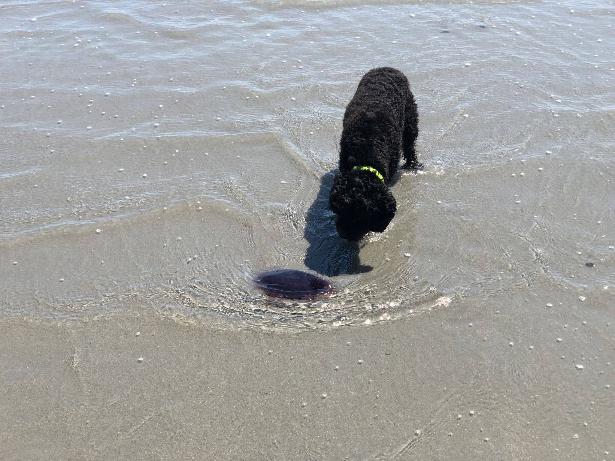Cali and the purple jellyfish